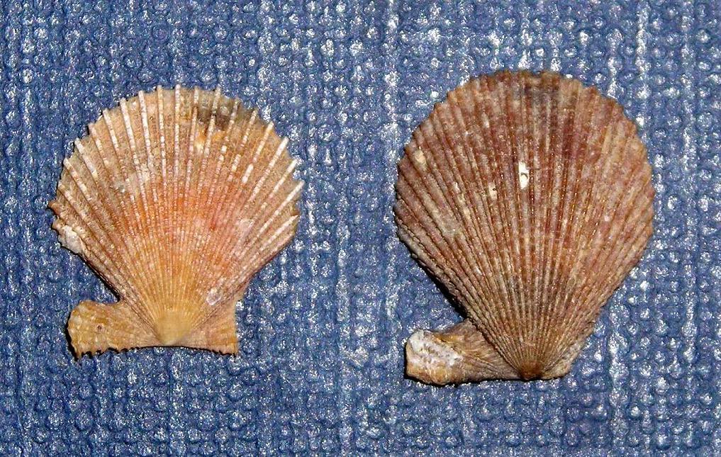 Chlamys multistriata